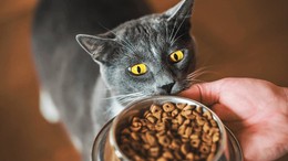 Ünlü kedi mamasında skandal: Acil toplatma kararı!