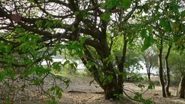 Dünyanın en ölümcül ağacı! Yaklaşmak bile tehlikeli