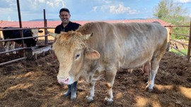 1,5 tonluk 'Paşa' için istenen para dudak uçuklattı!