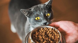 Ünlü kedi mamasında skandal: Acil toplatma kararı!