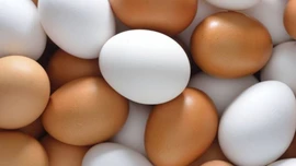 Yumurtada kriz mi geliyor? Kılavuz fiyatları çakıldı