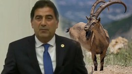 Dağ keçisi avlayan milletvekiline af geliyor!