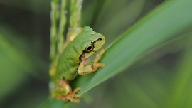 Kurbağa kansere çare oldu!