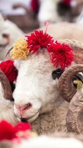 Vekaletle kurban kesim bedeli belli oldu