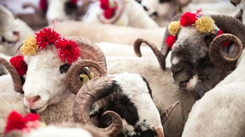 Vekaletle kurban kesim bedeli belli oldu