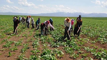 Tarım sektöründe ücretlerde artış!