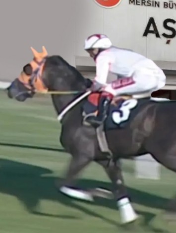 Belediyeden skandal: Şampiyon yarış atını vatandaşa yedirmişler!