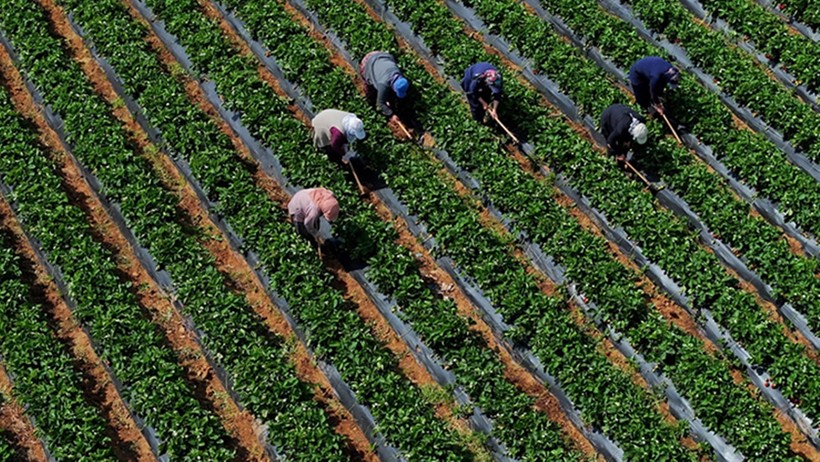 Tarım girdileri zirve yaptı: Veteriner harcamaları arttı