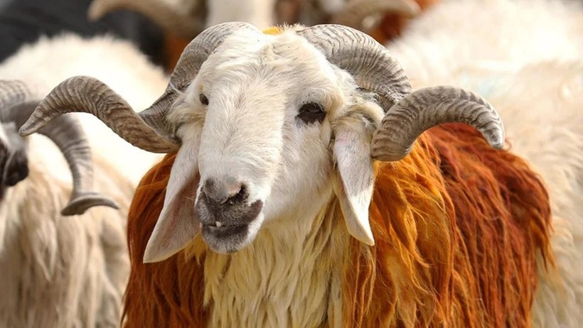 Kurbanlık pazarı dolup taştı, fiyatlar el yaktı