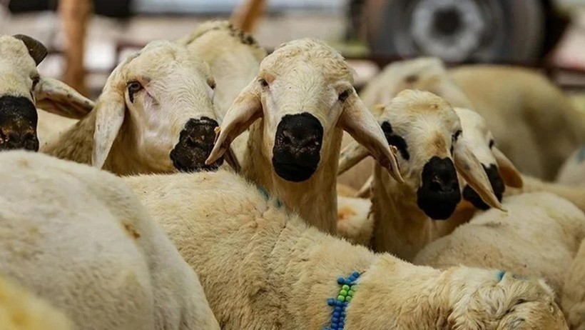 Kurbanlık pazarı dolup taştı, fiyatlar el yaktı