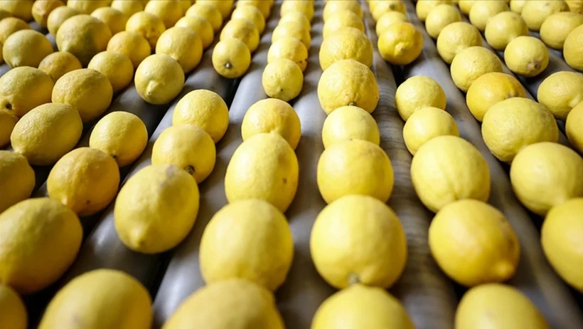 İhracatta yeni adım: Limon ve Elma artık kayda tabi