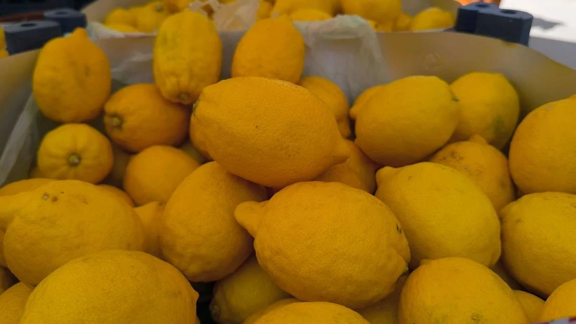 İhracatta yeni adım: Limon ve Elma artık kayda tabi