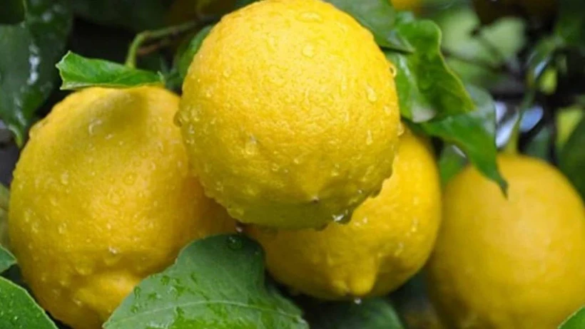 İhracatta yeni adım: Limon ve Elma artık kayda tabi