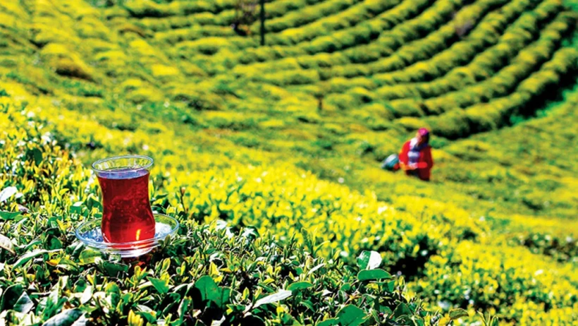Lipton,39 yıl sonra Rize’den çekiliyor