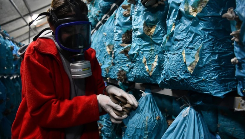 Şehirden köye yerleştiler! Hasat başı bin ton ürün alıyorlar