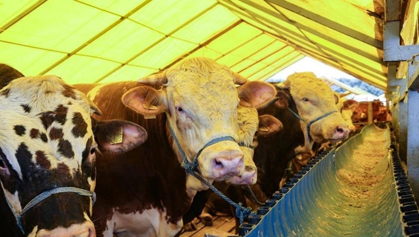 Etiket değil, et yakıyor: Kurbanlık fiyatları rekor kırdı