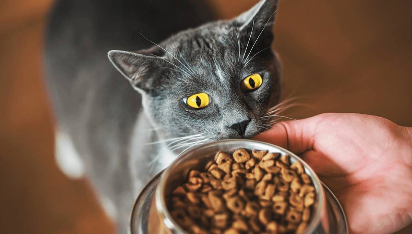 Ünlü kedi mamasında skandal: Acil toplatma kararı!