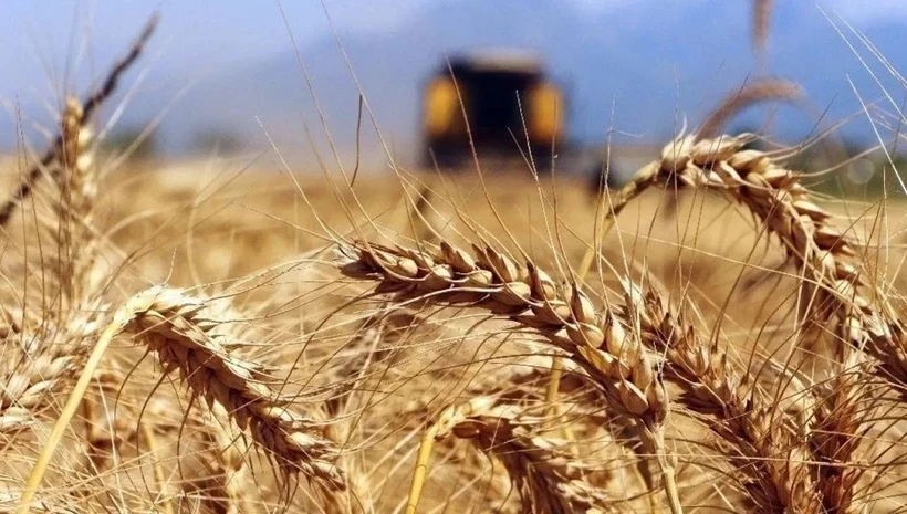 Tarlalarda kuraklık, Borsada hareketlilik: Tarım fiyatlarında dalgalanma