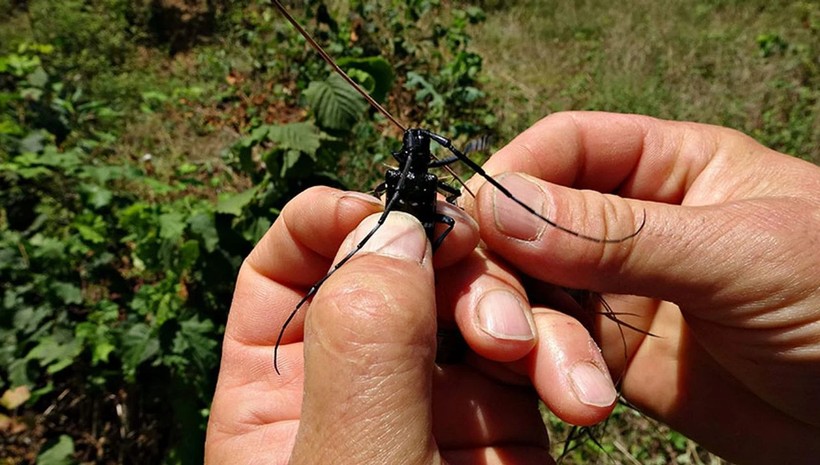 Uzakdoğu'dan gelen 'bela' milyonluk fındık bahçelerini kuruttu!