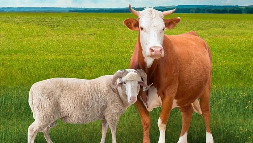 Büyükbaş ve küçükbaş sayısında artış!