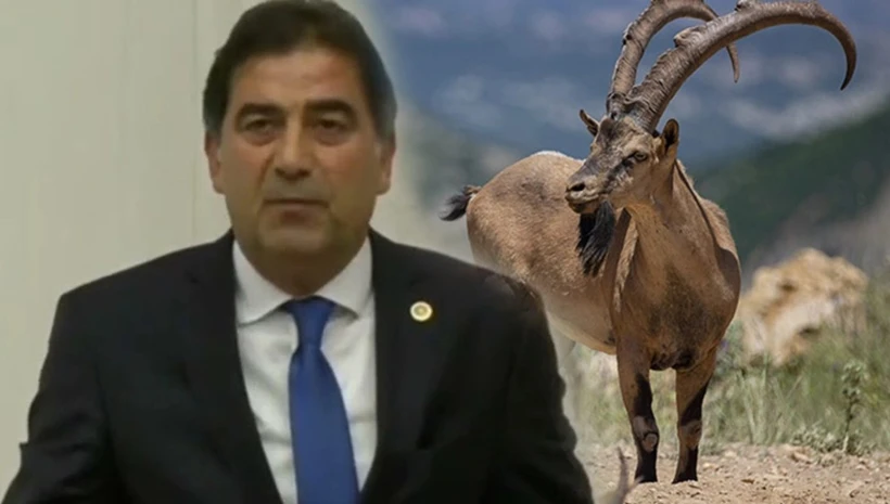 Dağ keçisi avlayan milletvekiline af geliyor!