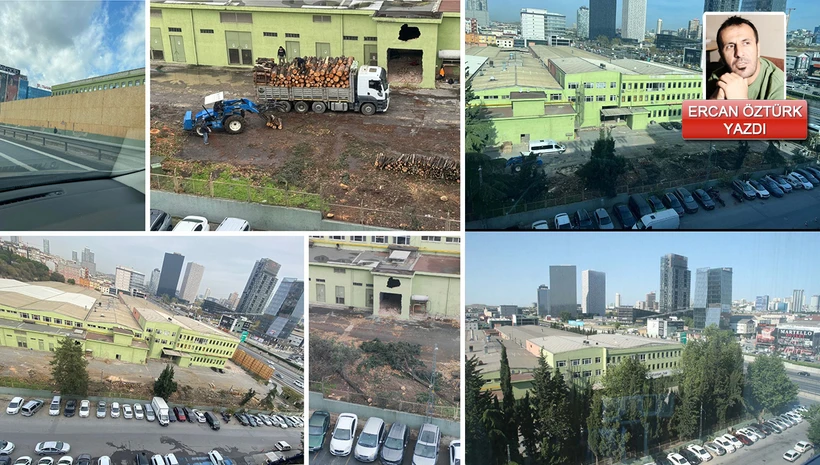 ''Devlet oluru'' ile ağaç katliamı! Kimse görmesin diye etrafı çevirdiler!