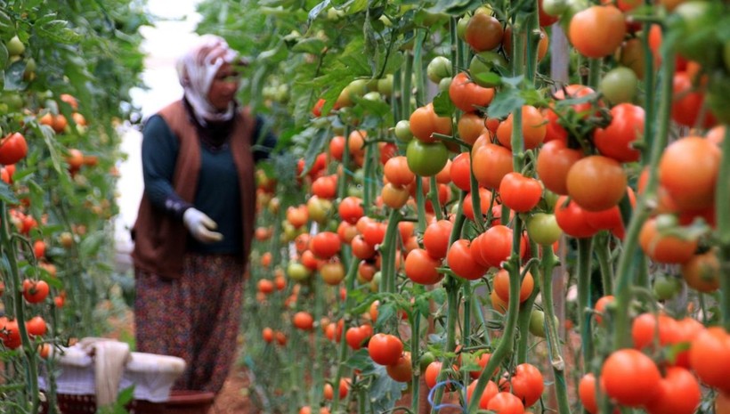 Vurgunu açıkladı: 10 liraya alıp 5 katına satıyorlar!