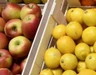 Gıda arzı güvende: Limon ve Elma ihracatı yakından takip edilecek