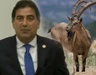 Dağ keçisi avlayan milletvekiline af geliyor!