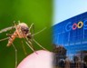 Google, 32 milyon sivrisineği doğaya salacak